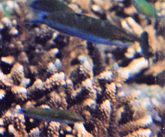 Larabicus quadrilineatus