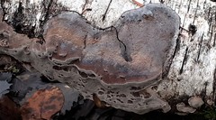 Phellinus laevigatus