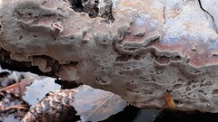 Phellinus laevigatus