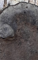 Phellinus laevigatus