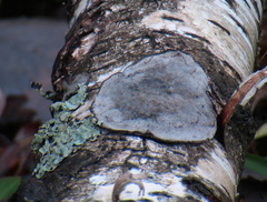 Phellinus laevigatus