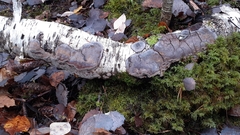 Phellinus laevigatus