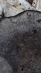 Phellinus laevigatus