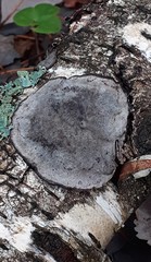 Phellinus laevigatus