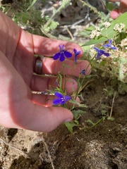 Lobelia tenuior