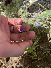 Lobelia tenuior