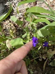 Lobelia tenuior