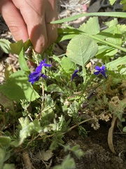 Lobelia tenuior