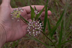 Asclepias longifolia
