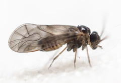 Peripsocus