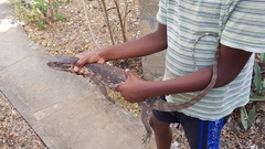 Varanus albigularis microstictus