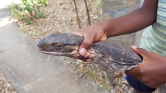 Varanus albigularis microstictus