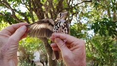 Geokichla guttata