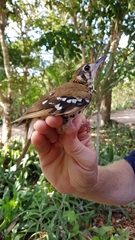 Geokichla guttata