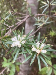 Cyathodes glauca