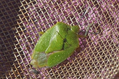 Chinavia pallidoconspersa