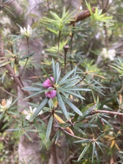 Cyathodes glauca