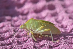 Chinavia pallidoconspersa