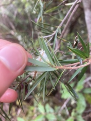 Cyathodes glauca
