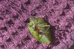Chinavia pallidoconspersa