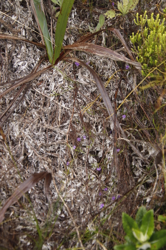 Image of Psoralea laxa by (c) Tony Rebelo, some rights reserved (CC BY-SA)