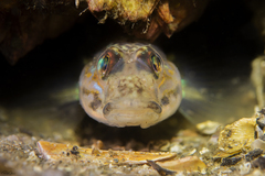 Acentrogobius cenderawasih