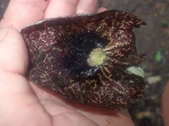 Aristolochia littoralis