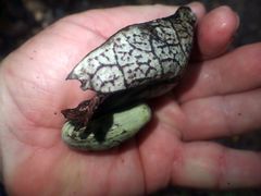 Aristolochia littoralis