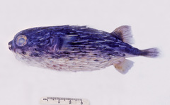 Diodon holocanthus