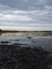 Plegadis falcinellus