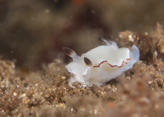 Glossodoris angasi