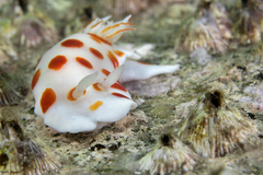 Goniobranchus tasmaniensis