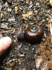 Powelliphanta