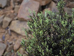 Helichrysum parvifolium