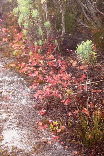 Drosera cuneifolia