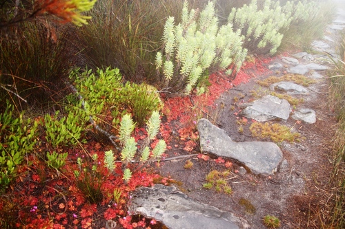 Drosera cuneifolia