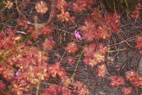 Drosera cuneifolia