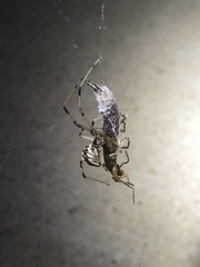 Latrodectus geometricus