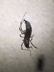 Latrodectus geometricus