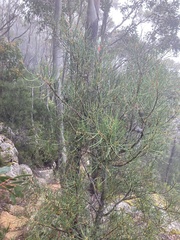 Hakea lissosperma