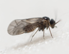 Peripsocus