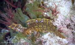 Cristiceps aurantiacus