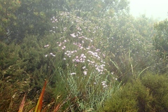 Senecio umbellatus