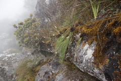 Trachyandra tabularis