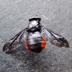 Philoliche rubramarginata