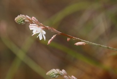 Trachyandra tabularis