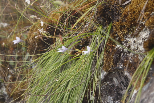 Image of Disa longicornu by (c) Tony Rebelo, some rights reserved (CC BY-SA)