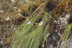 Trachyandra tabularis