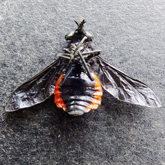 Philoliche rubramarginata