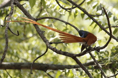 Terpsiphone viridis plumbeiceps